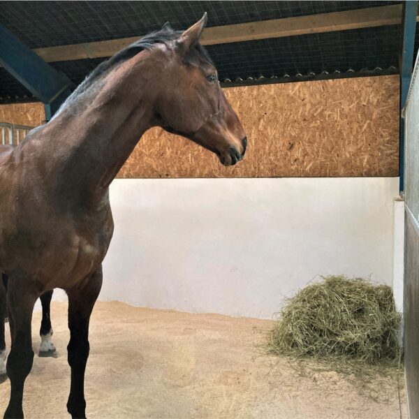 Hest i boks med træpillesmuld